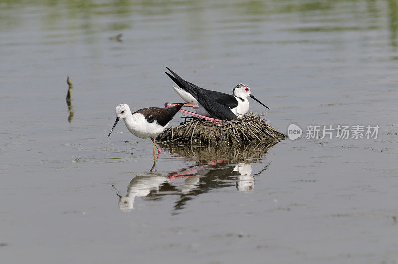 鸟巢里的黑翼高跷(Himantopus Himantopus)